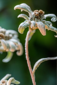 Edelweiss