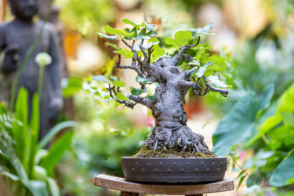 Bonsai