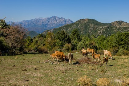 Morosaglia