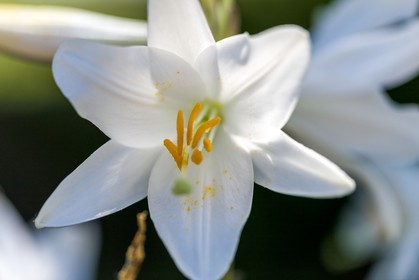 Flore Méditerranéenne