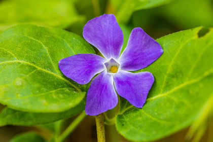 Flore