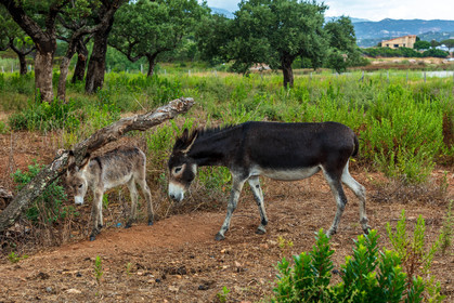 Faune corse
