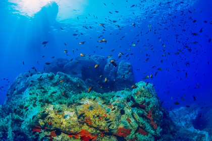 Plongée sous-marine