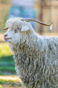 Chèvre mohair
