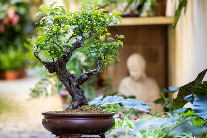 Bonsai