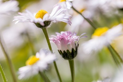 Marguerite, Leucanthemum vulgare