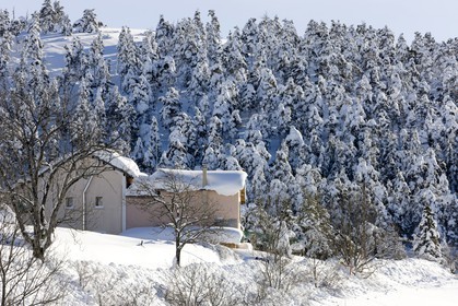Arbres enneigés