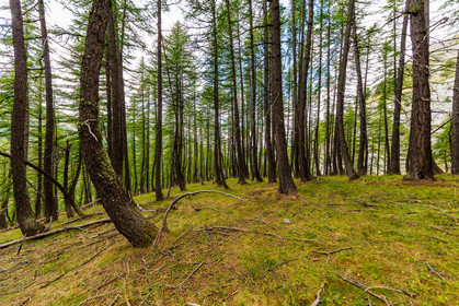 Forêt