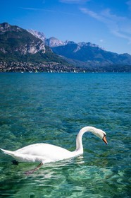 Cygne sur le Lac d'Annecy
