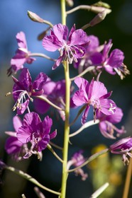 Epilobe ou Laurier de St Antoine  Chamerion angustifolium