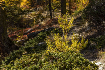 Col de la Moutière