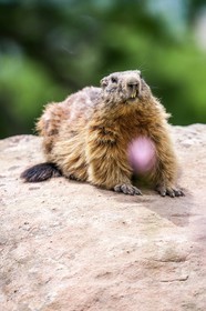 Marmotte, Marmota
