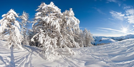 Arbres enneigés