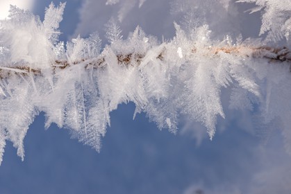 Cristaux de neige