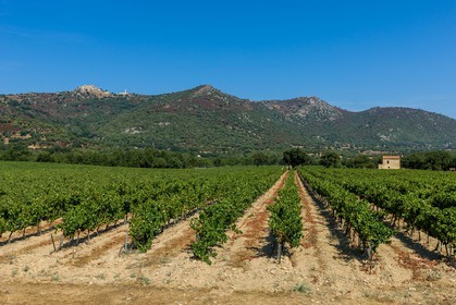 Vignoble corse