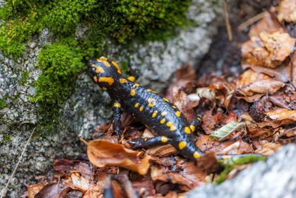 Salamandre de Corse