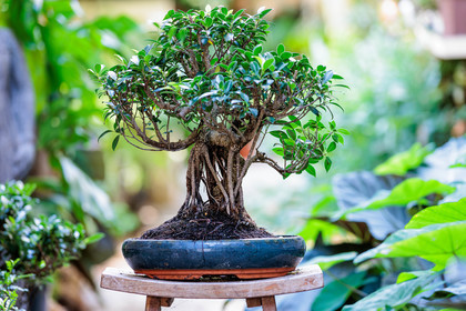 Bonsai Center