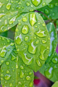 Chèvrefeuille, Lonicera