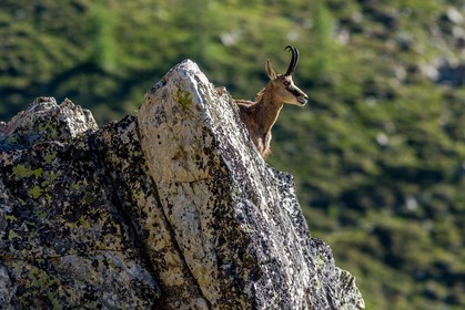Chamois