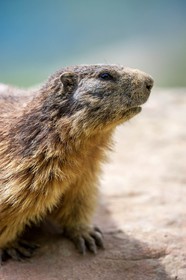 Marmotte, Marmota