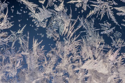 Neige