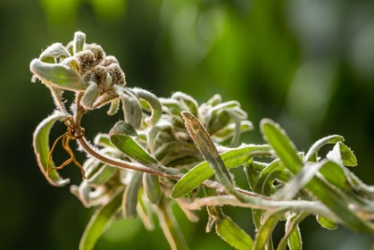 Edelweiss