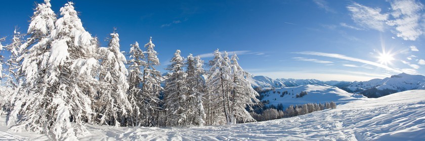 Arbres enneigés