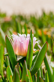 Flore Méditerranéenne