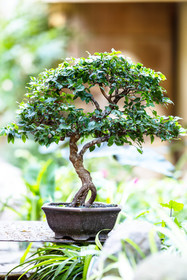 Bonsai