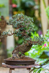 Bonsai Center