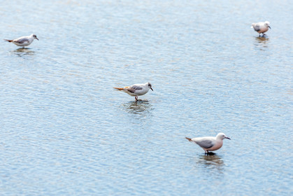 Salins d'Hyères