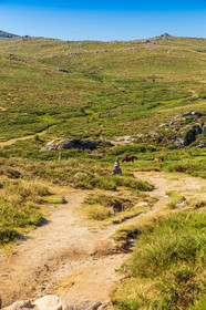 Plateau du Coscione