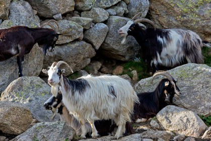 GR 20 Nord