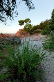 Benedettu