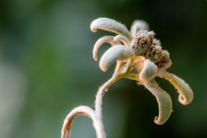 Edelweiss