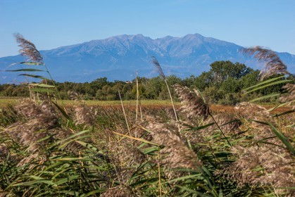 Canet-en-Roussillon