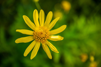 Flore