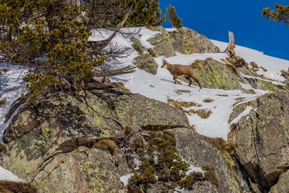 Chamois