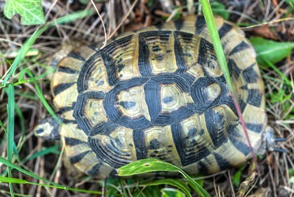Tortue d'Hermann,Testudo hermanni
