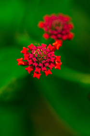 Flore corse
