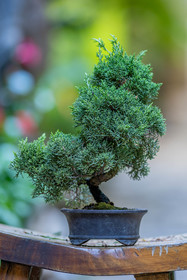 Bonsai