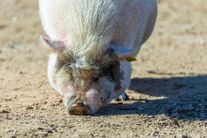 Cochon nain