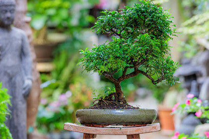 Bonsai