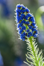 Flore Méditerranéenne