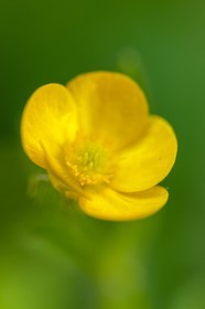 Renoncule, Ranunculus arvensis