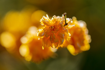 Flore