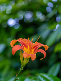 Flore
