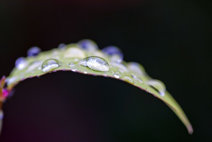 Chèvrefeuille, Lonicera