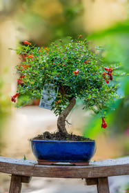 Bonsai Center