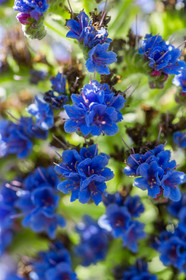 Flore Méditerranéenne